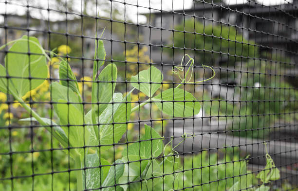 Garden Fencing-1 Property Maintenance