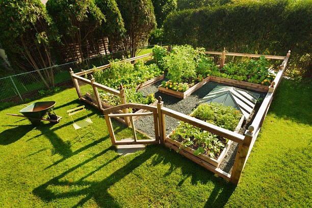 A home grown vegetable and flower garden in late afternoon. Property Maintenance